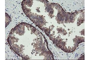 Image no. 1 for anti-TSC22 Domain Family, Member 1 (TSC22D1) antibody (ABIN1501540) (TSC22D1 anticorps)