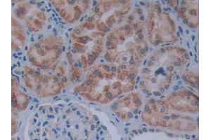 DAB staining on IHC-P; Samples: Human Kidney Tissue (SIVA1 anticorps  (AA 1-175))