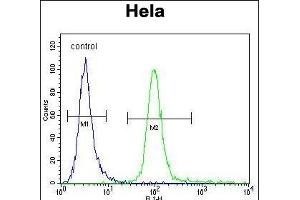 HMFG Antibody (C-term) (ABIN656815 and ABIN2846029) flow cytometric analysis of Hela cells (right histogram) compared to a negative control cell (left histogram).