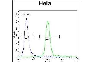 HMFG Antibody (C-term) (ABIN656815 and ABIN2846029) flow cytometric analysis of Hela cells (right histogram) compared to a negative control cell (left histogram).