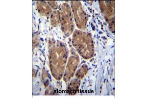 ZCRB1 Antibody (C-term) (ABIN656856 and ABIN2846061) immunohistochemistry analysis in formalin fixed and paraffin embedded human stomach tissue followed by peroxidase conjugation of the secondary antibody and DAB staining. (ZCRB1 anticorps  (C-Term))