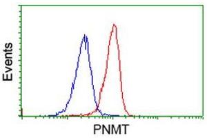 Image no. 1 for anti-Phenylethanolamine N-Methyltransferase (PNMT) antibody (ABIN1500309) (PNMT anticorps)