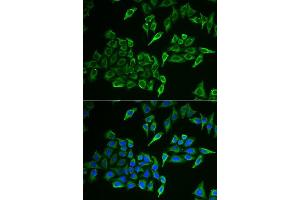 Immunofluorescence analysis of U2OS cells using COX4I1 antibody. (COX IV anticorps  (AA 23-169))