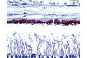 Anti-RRH / Peropsin antibody IHC of human eye, pigmented retinal epithelium. (Peropsin anticorps  (Cytoplasmic Domain))