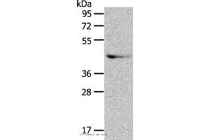Western blot analysis of A549 cell, using GRPR Polyclonal Antibody at dilution of 1:333
