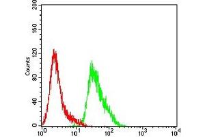Flow cytometric analysis of HepG2 cells using CTNNB1 mouse mAb (green) and negative control (red).