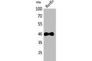 Western Blot analysis of HuvEc cells using IL-8Rβ Polyclonal Antibody. (CXCR2 anticorps  (N-Term))