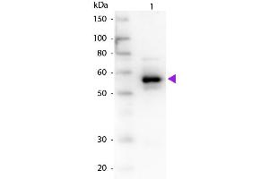 Western Blot of Goat anti-Alpha-1-Anti-Trypsin antibody. (Alpha1 -Trypsin anticorps)