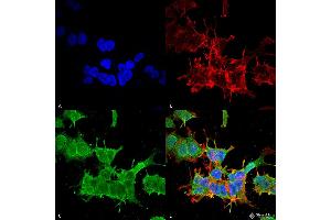 Immunocytochemistry/Immunofluorescence analysis using Mouse Anti-beta 4 Spectrin Monoclonal Antibody, Clone S393-2 .