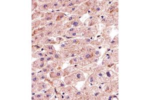 Immunohistochemical analysis of paraffin-embedded H.