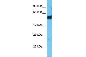 Host:  Rabbit  Target Name:  PELI2  Sample Type:  THP-1 Whole Cell  Antibody Dilution:  1. (PELI2 anticorps  (N-Term))