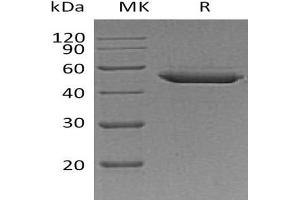 Western Blotting (WB) image for serpin Peptidase Inhibitor, Clade E (Nexin, Plasminogen Activator Inhibitor Type 1), Member 2 (SERPINE2) protein (His tag) (ABIN7320831)