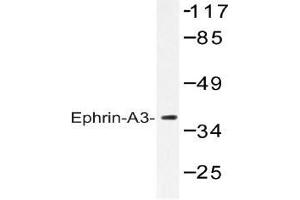 Western blot (WB) analysis of Ephrin-A3 antibody in extracts from HepG2 cells. (Ephrin A3 anticorps)