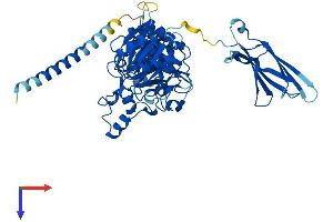 AlphaFold protein structure predicition of Human Recombinant POMGNT2 Protein, UniprotID Q8NAT1
