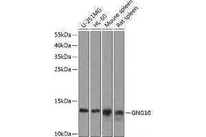 Western blot analysis of extracts of various cell lines using GNG10 Polyclonal Antibody at dilution of 1:1000. (GNG10 anticorps)