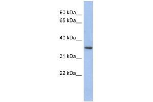 PEX7 antibody used at 1 ug/ml to detect target protein.