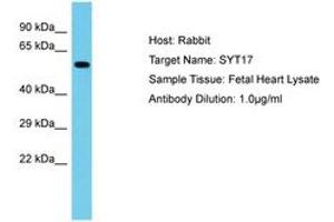 Image no. 1 for anti-Synaptotagmin XVII (SYT17) (AA 234-283) antibody (ABIN6750614) (SYT17 anticorps  (AA 234-283))