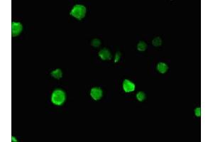 Immunofluorescent analysis of MCF-7 cells using ABIN7161824 at dilution of 1:100 and Alexa Fluor 488-congugated AffiniPure Goat Anti-Rabbit IgG(H+L)
