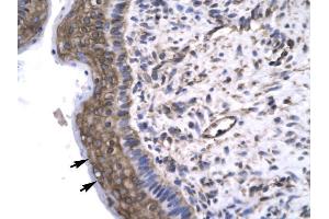 Human Spermatophore; Rabbit Anti-GTF2F2 Antibody. (GTF2F2 anticorps  (Middle Region))