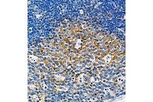 Immunohistochemistry of paraffin embedded mouse lymph node using CD39L4 (ABIN7073800) at dilution of 1:650 (460x lens) (ENTPD5 anticorps)