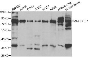 Western blot analysis of extracts of various cell lines, using ARHGEF7 antibody. (ARHGEF7 anticorps)