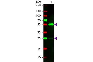 Western Blotting (WB) image for Rabbit anti-Human IgG (Heavy & Light Chain) antibody (TRITC) - Preadsorbed (ABIN1044086)