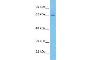 Host:  Rabbit  Target Name:  ZN273  Sample Type:  786-0 Whole Cell lysates  Antibody Dilution:  1. (ZNF273 anticorps  (C-Term))