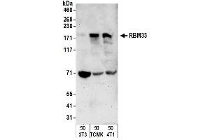 Western Blotting (WB) image for anti-RNA Binding Motif Protein 33 (RBM33) (AA 1-50) antibody (ABIN7450642) (RBM33 anticorps  (AA 1-50))