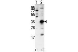 Image no. 1 for anti-SNAIL (SNAI1) (N-Term) antibody (ABIN357452) (SNAIL anticorps  (N-Term))