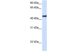Western Blotting (WB) image for anti-Transcription Factor CP2-Like 1 (TFCP2L1) antibody (ABIN2460317) (TFCP2L1 anticorps)