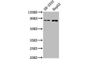 Western Blot Positive WB detected in: SH-SY5Y whole cell lysate, HepG2 whole cell lysate All lanes: GOLM1 antibody at 1. (Recombinant GOLM1 anticorps)