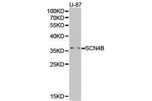 Western Blotting (WB) image for anti-Sodium Channel, Voltage-Gated, Type IV, beta Subunit (SCN4B) antibody (ABIN1874702) (SCN4B anticorps)