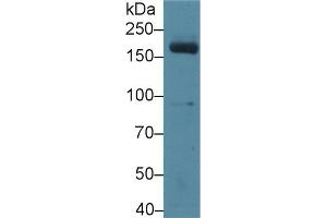 Western blot analysis of Mouse Serum, using Mouse MPO Antibody (3 µg/ml) and HRP-conjugated Goat Anti-Rabbit antibody (