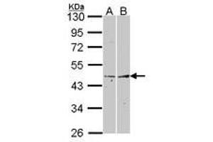 Image no. 1 for anti-Fibromodulin (FMOD) (AA 172-356) antibody (ABIN467454) (Fibromodulin anticorps  (AA 172-356))