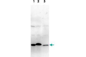 Detection of Glo1 protein by Western blotting with Glo1 monoclonal antibody, clone 6F10 . (GLO1 anticorps)