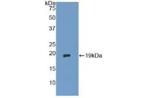 Western blot analysis of recombinant Human dSIP. (TSC22D3 anticorps  (AA 1-134))