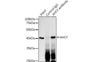 Immunoprecipitation analysis of 300 μg extracts of HT-29 cells using 3 μg AHCY antibody (ABIN1680618, ABIN1680617, ABIN7101497 and ABIN7101498).