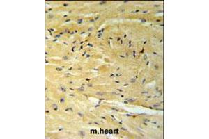 GNAT1 Antibody IHC analysis in formalin fixed and paraffin embedded moouse heart tissue followed by peroxidase conjugation of the secondary antibody and DAB staining.