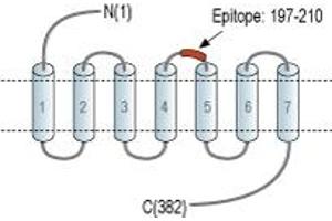 anti-Neuropeptide Y Receptor Y1 (NPY1R) (2nd Extracellular Loop), (AA 197-210) antibody (FITC)