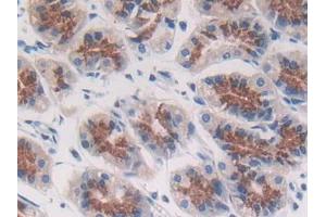 DAB staining on IHC-P; Samples: Human Stomach Tissue
