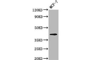 Western Blot Positive WB detected in: MCF-7 whole cell lysate All lanes: OPN1MW antibody at 3. (OPN1MW anticorps  (AA 1-52))