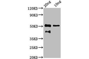 Western Blot Positive WB detected in Recombinant protein All lanes: tp63 antibody at 7. (p63 anticorps  (AA 41-153))