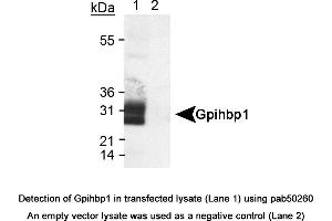 Image no. 1 for anti-Glycosylphosphatidylinositol Anchored High Density Lipoprotein Binding Protein 1 (GPIHBP1) (AA 170-250), (Internal Region) antibody (ABIN363569)