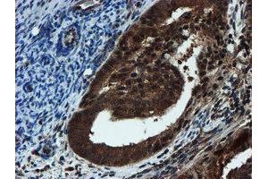 Image no. 6 for anti-Proteasome Subunit alpha 6 (PSMA6) antibody (ABIN1500463)