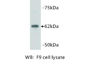Image no. 1 for anti-PiggyBac Transposable Element Derived 5 (PGBD5) antibody (ABIN1112824) (PGBD5 anticorps)