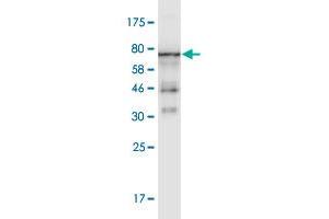 Western Blot detection against Immunogen (66. (beta Actin anticorps  (AA 1-375))