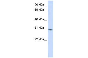 RBM7 antibody used at 1 ug/ml to detect target protein. (RBM7 anticorps  (Middle Region))