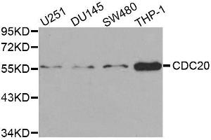 Western blot analysis of extracts of various cell lines, using CDC20 antibody.