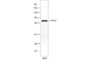 Lane 1:A549 lysates probed with Rabbit Anti-RIPK3 Polyclonal Antibody, Unconjugated (ABIN700675) at 1:300 overnight at 4 °C. (RIPK3 anticorps)
