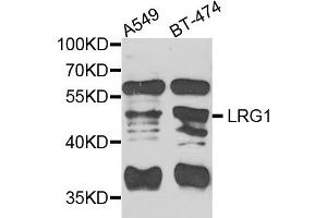 Western blot analysis of extracts of various cell lines, using LRG1 antibody (ABIN5975207) at 1/1000 dilution. (LRG1 anticorps)
